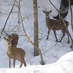 Genzianella Tano Di Grich * Cesani
