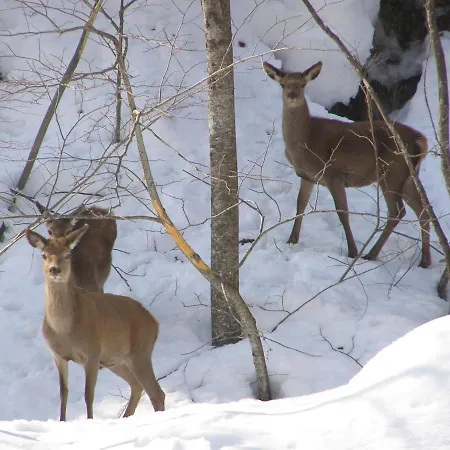 Genzianella Tano Di Grich * Cesani