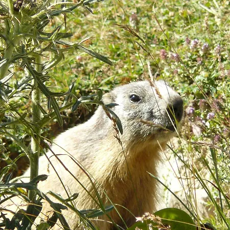 Genzianella Tano Di Grich Cesani