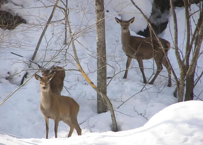 Genzianella Tano Di Grich * Cesani