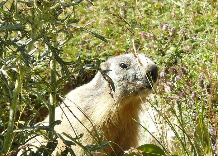 Genzianella Tano Di Grich Cesani
